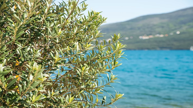 Äste eines Olivenbaums mit Meer und Hügeln im Hintergrund