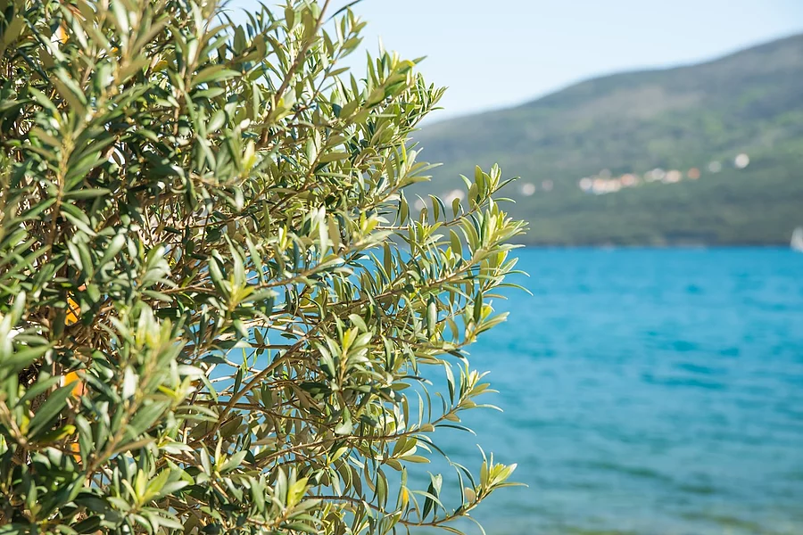 Κλαδιά ελιάς με τη θάλασσα και λόφους στο βάθος